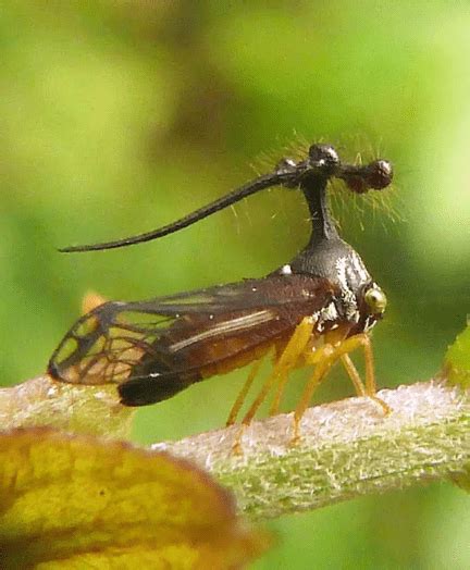 Brazilian Treehopper Facts: These Weird Species Have Balls on Their ...