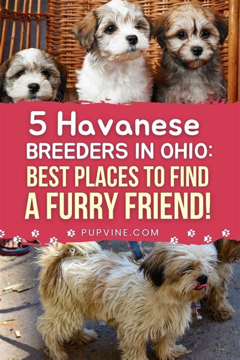 Havanese Breeders Artofit