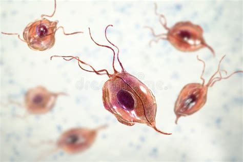 Trichomonas Tenax, a Protozoan Found in the Oral Cavity Stock ...