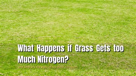 What Happens If Grass Gets Too Much Nitrogen The Backyard Pros