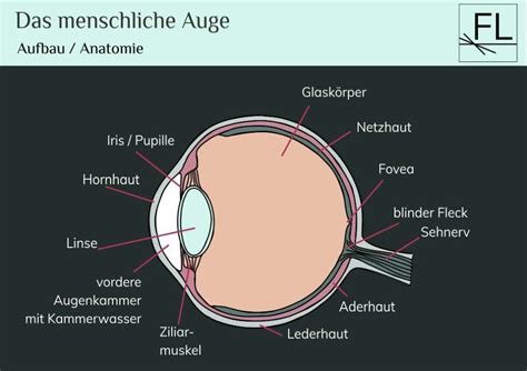 Das Menschliche Auge Aufbau Und Funktion Fokuspunkt Licht