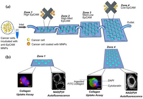 Micromachines | Free Full-Text | Microfluidic Systems for Cancer ...