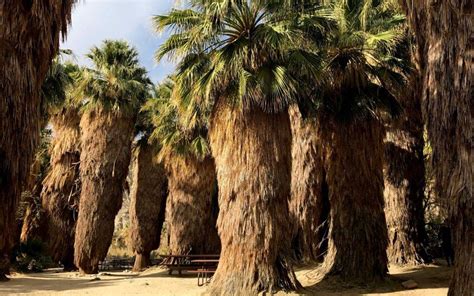 Palm Tree Oasis Hike Coachella Valley Preserve Mccallum Trail