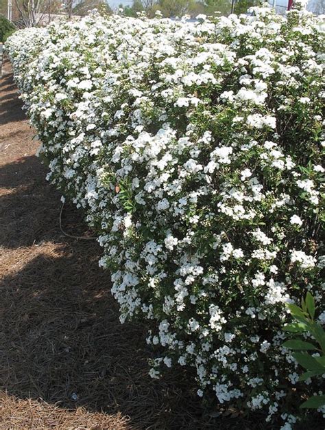 White Flowering Hedge This Is A Very Common Shrub But I C Flickr