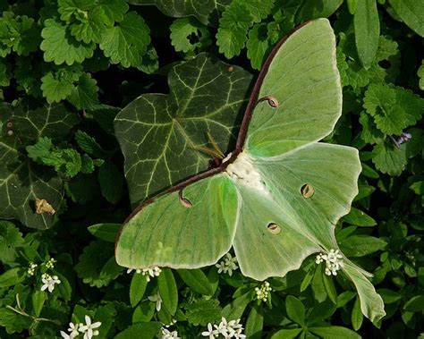 How To Identify The Beautiful Endangered Luna Moth Artofit