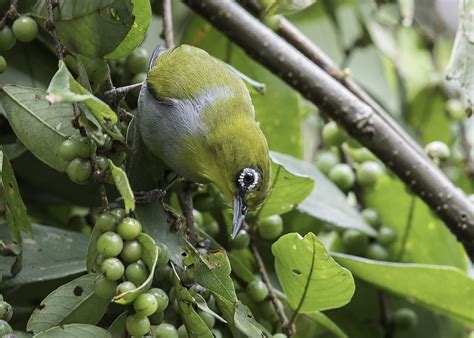 Everett S White Eyes Everett S White Eye Is A Bird Specie Flickr