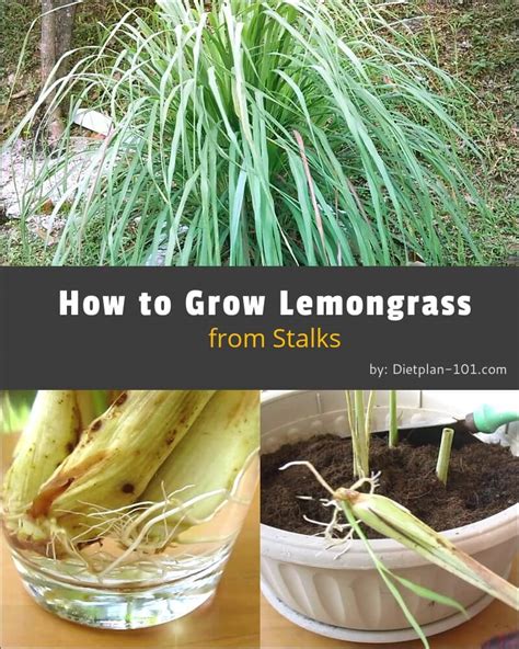 Tips And Technique Grow Your Own Lemongrass In Garden And Backyard