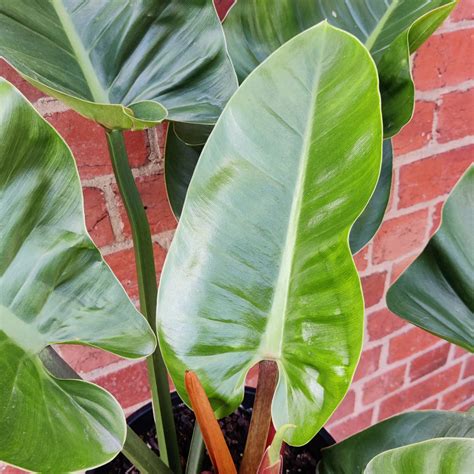 Philodendron Imperial Green 25cm Pot Folia House