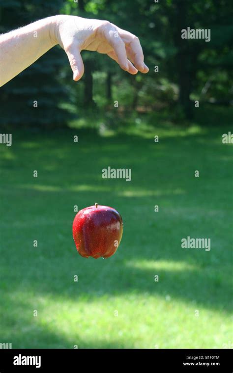 Apple Falling Hi Res Stock Photography And Images Alamy