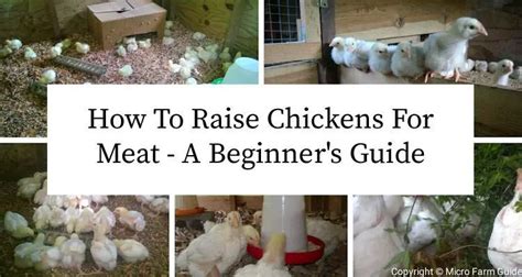 How To Raise Chickens For Meat A Beginner S Guide Micro Farm Guide