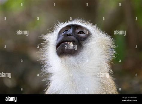 A Close Up Portrait Of A Vervet Monkey In Kenya Showing Its Teeth