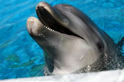 A Horny Dolphin Has Actually Forced A French Mayor To Ban Swimming In