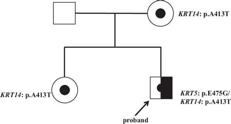 Pedigree of the patient with epidermolysis bullosa simplex. | Download Scientific Diagram