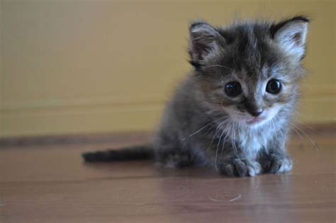 Vote For A Second Chance Amateur Review