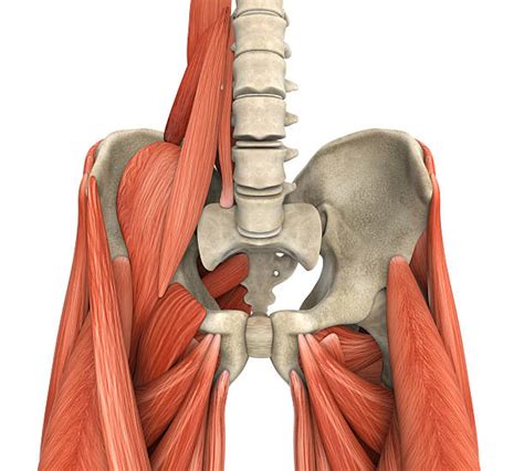 Músculo Psoas Ilíaco Banco De Imagens E Fotos De Stock Istock