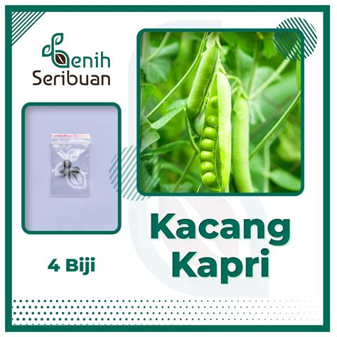 Jual Benih Seribuan Bibit Sayuran Kacang Kapri Taichung F Hibrida