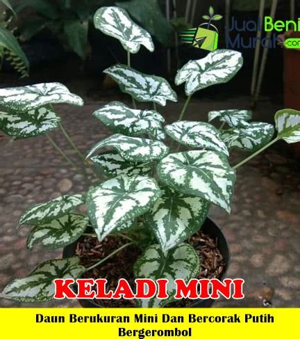 Jual Tanaman Keladi Mini Jualbenihmurah