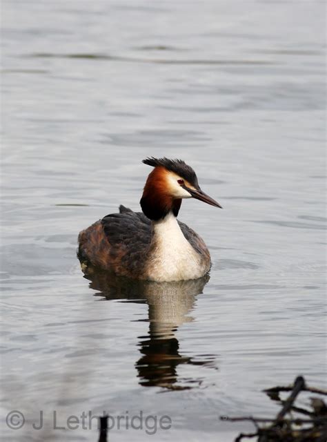 Wanstead Birder Hot Grebe Porn Mrs Grebe Does Wanstead IV