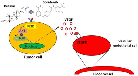 Synergistic Anti Hepatoma Effect Of Bufalin Combined With Sorafenib Via