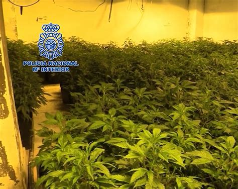 Condenan A Varios Jóvenes Por Tráfico De Marihuana En Guadalcacín Telejerez