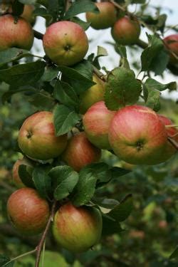 Buy King Of The Pippins Apple Trees Online Crj Fruit Trees Nursery Uk