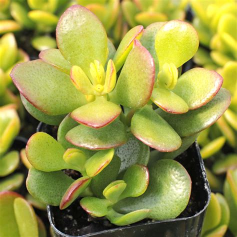 Crassula Ovata Baby Jade Mountain Crest Gardens