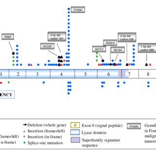 Structure of the fumarase (FH) gene and the known mutations in ...