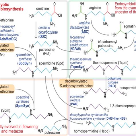 Evolutionary Diversification Of Polyamine Biosynthesis In Eukaryotes