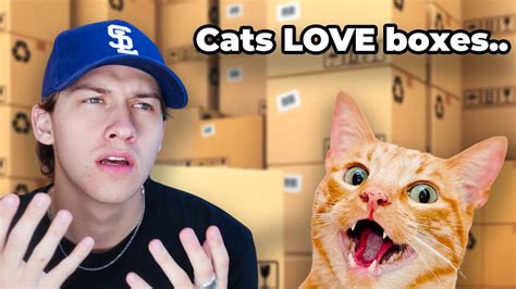 Why Do Cats Love Boxes Youtube