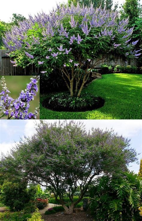 Full Sun Flowering Trees Zone 9 - Choose The Right Trees Shrubs And ...