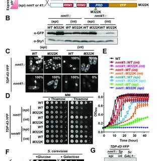 Characterization Of The Expression Of TDP 43 YFP In Fission Yeast A