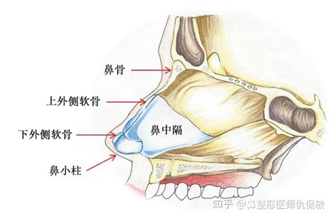 鼻修复 解剖结构篇 知乎