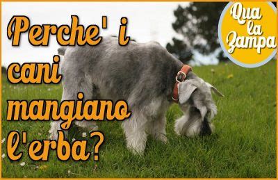 Cane Mangia Erba E Vomita Perch Migliori Prodotti Per Cani