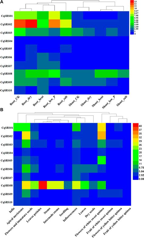 Frontiers Genome Wide Identification Structural Analysis And