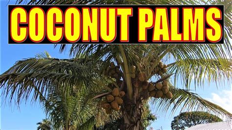 Coconut Palms South Florida Native Explains These Palms And Their