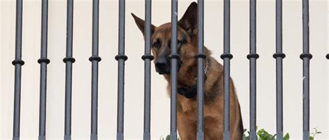 Mehr Als Mitarbeitende Gebissen Bidens Hund Commander Muss Wei Es