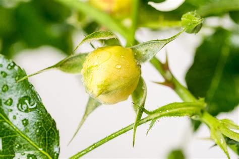 Rose Sunny Rose® - Rosa Sunny Rose® günstig kaufen