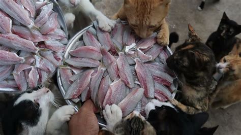 Feeding Hungry Cats Raw Fish Kitten Eating Raw Fish Hungry Cat Eat