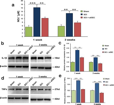 The Level Of No And Pro Inflammatory Cytokines In The Spinal Cord