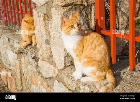 Two Stray Cats Stock Photo Alamy