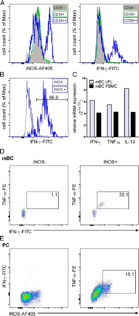 Inos Expressing B Lineage Cells Produce Pro And Anti Inflammatory Download Scientific Diagram