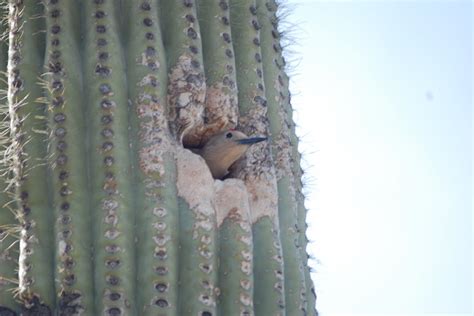 Birds of the Sonoran Desert - Birdtripper