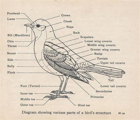 Bird Anatomy Print C 1937 Bird Diagram Bird Illustration Birds