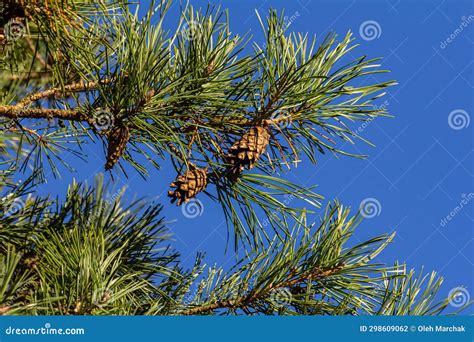 Close Up On A Pretty Pine Cone Hanging From Its Branch And Surrounded