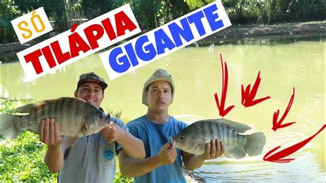 PESCA DE TILÁPIA GIGANTE NA MINHOCA Pescaria FISHING TILÁPIA GIANT