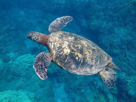 Maui Snorkel Tours Kihei Ce Quil Faut Savoir Pour Votre Visite