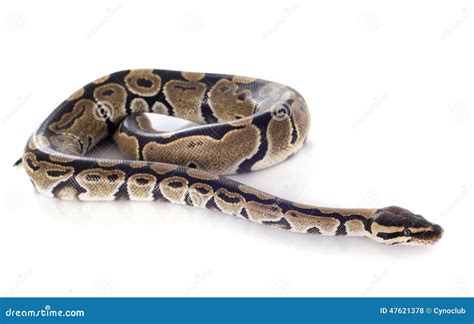 Python Regius Snake (royal Or Ball Python) Royalty-Free Stock Photography | CartoonDealer.com ...