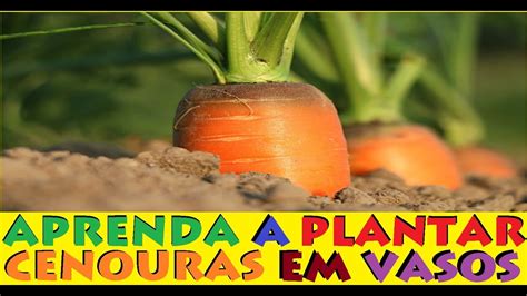 Como Plantar Cenouras Em Vasos YouTube