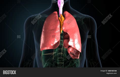 Lungs Human Image And Photo Free Trial Bigstock