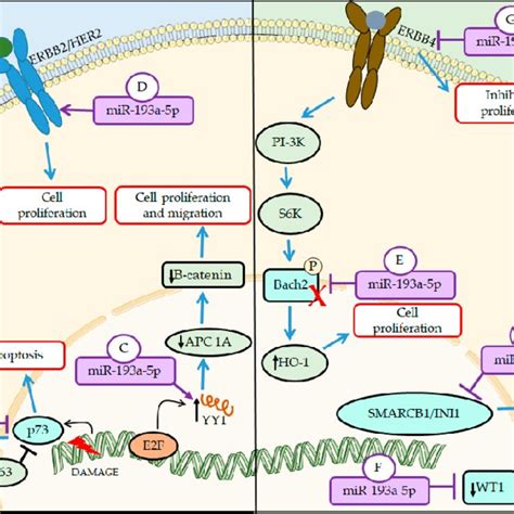 Cell Cycle Phases And Location Of Mirna In These Phases Of The Cell